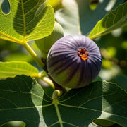 Sun-kissed 'Sultane' fig on a branch, vibrant green leaves, shadows highlighting its texture & natural setting.